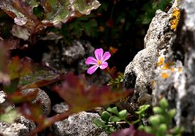 Die Flora des Burren